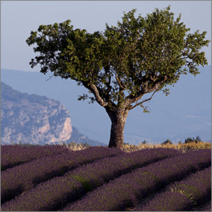 Provence/Provence