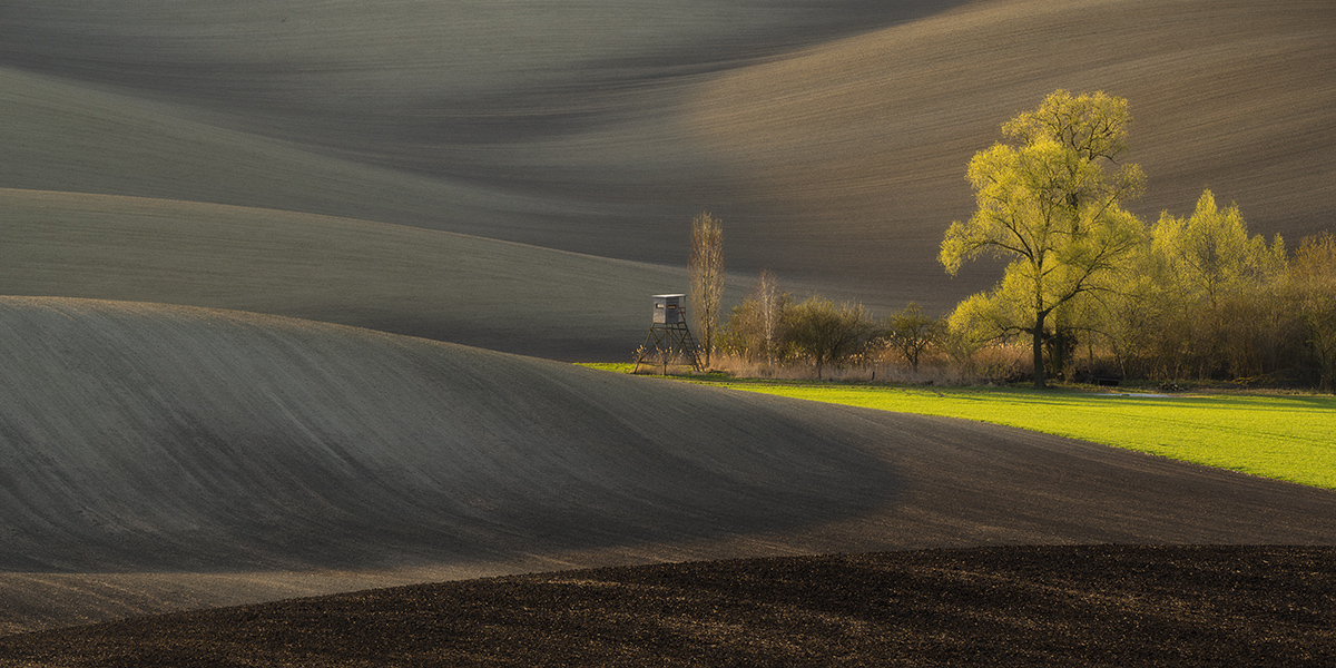 Awarded photograph: Deer stand in waves, Moravian Tuscany